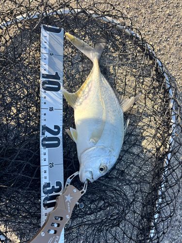 ロウニンアジの釣果