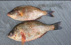 ウミタナゴの釣果