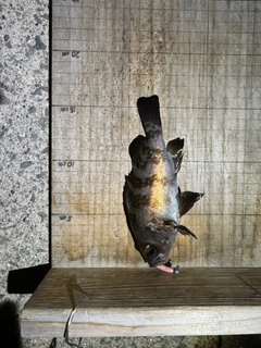 シロメバルの釣果