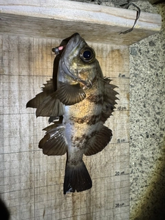 シロメバルの釣果