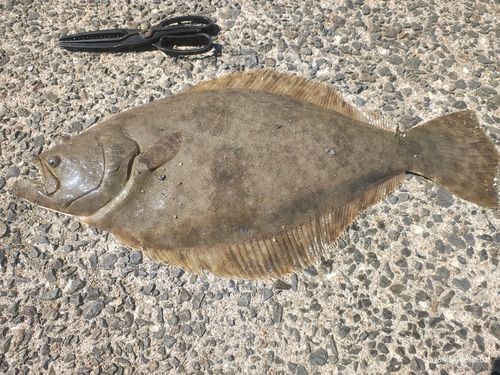 ヒラメの釣果