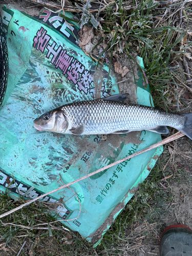 ニゴイの釣果