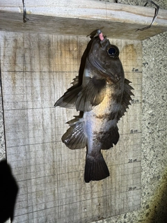 シロメバルの釣果