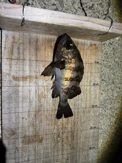 シロメバルの釣果