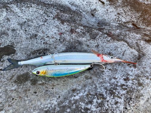 サヨリの釣果