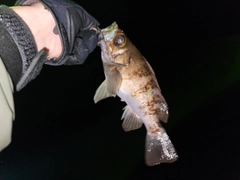 シロメバルの釣果