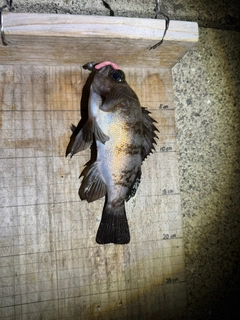 シロメバルの釣果