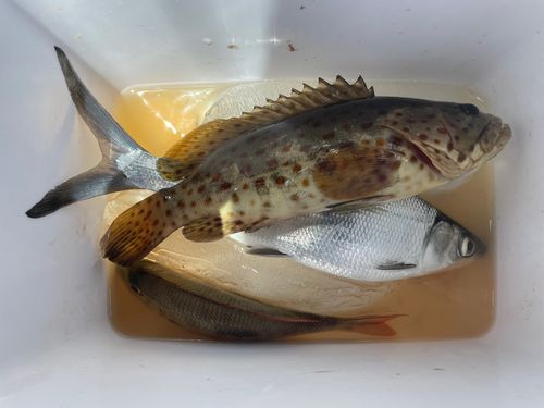 ハタの釣果