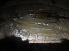 ヤリイカの釣果