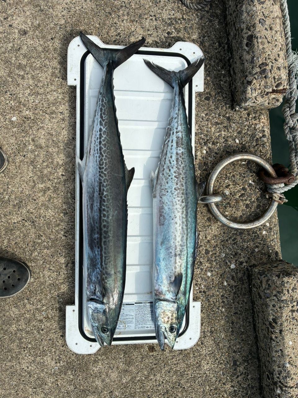 SHIMANO 23グラップラー タイプ ブレード S70-0の最安値・インプレ