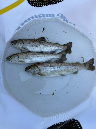 アマゴの釣果