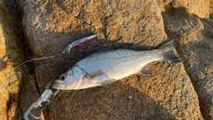 ヒラスズキの釣果