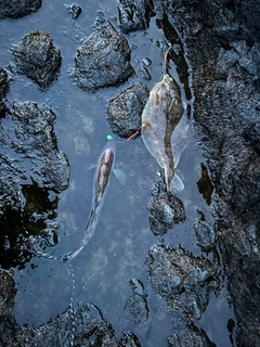 ホッケの釣果
