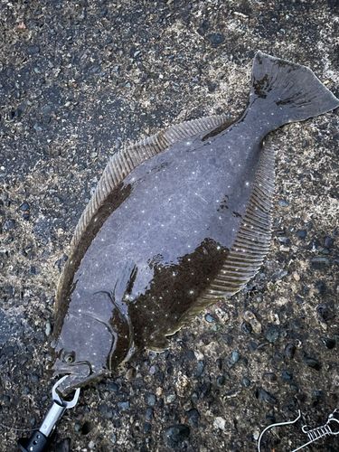 ヒラメの釣果