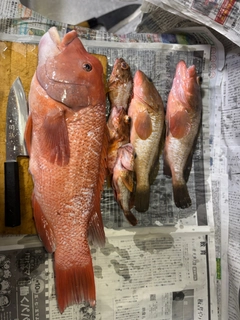 コブダイの釣果