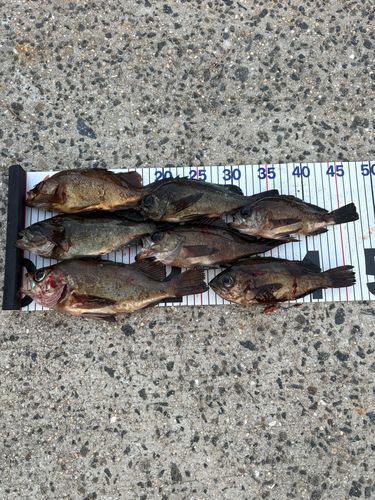 シロメバルの釣果