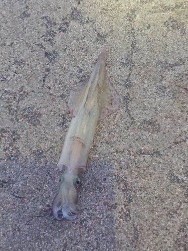 ヤリイカの釣果