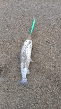 アメマスの釣果