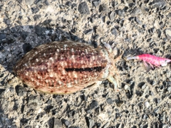 コウイカの釣果