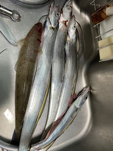 タチウオの釣果