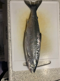 サクラマスの釣果