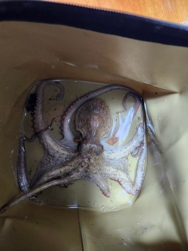 タコの釣果
