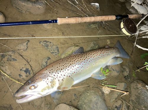 ブラウントラウトの釣果