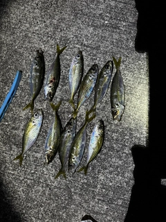 マアジの釣果