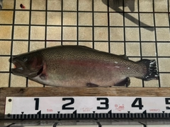 ニジマスの釣果