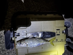 マアジの釣果