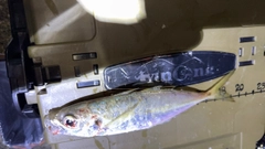 マアジの釣果