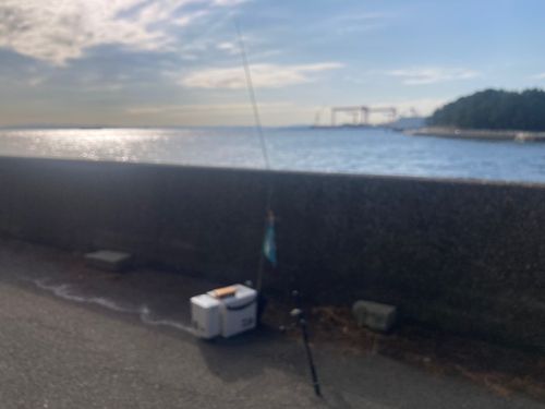 シロギスの釣果
