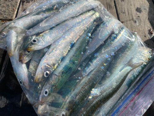 マイワシの釣果