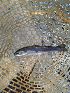 レインボートラウトの釣果