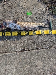 アメリカナマズの釣果