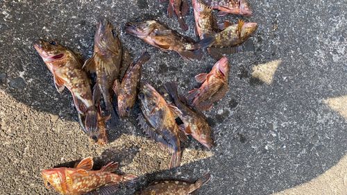 カサゴの釣果
