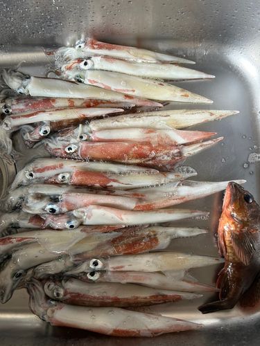 ヤリイカの釣果