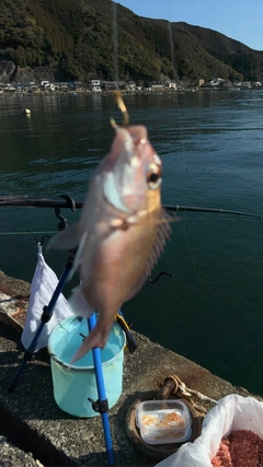 チャリコの釣果