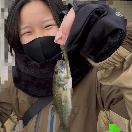 太平洋で釣れたブラックバスの釣り・釣果情報 - アングラーズ | 釣果