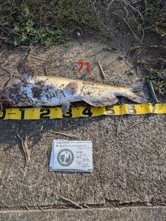 アメリカナマズの釣果