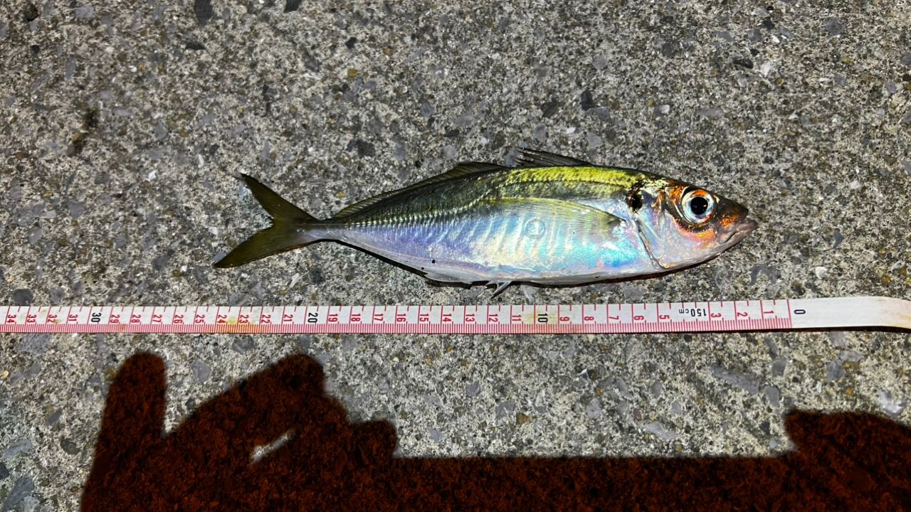 SHIMANO 17ソアレ CI4+ アジング S408UL-Sの最安値・インプレ・釣果