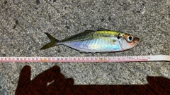 マアジの釣果