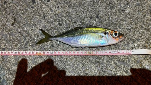 マアジの釣果