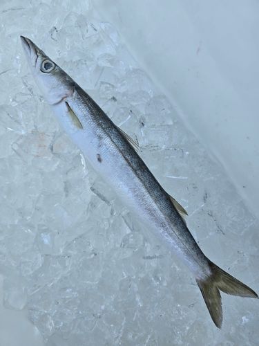 カマスの釣果