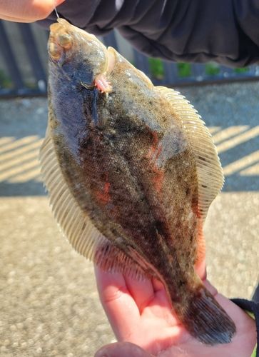 カレイの釣果