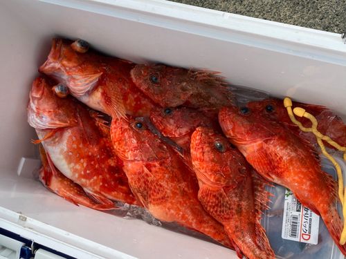 オニカサゴの釣果