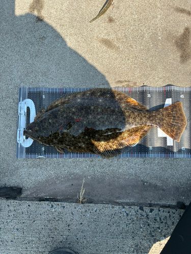 ヒラメの釣果