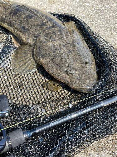 マゴチの釣果