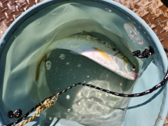 コノシロの釣果