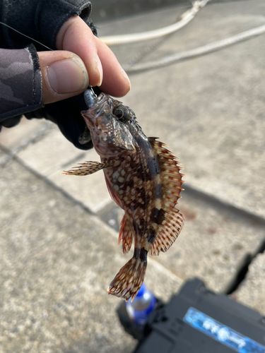 カサゴの釣果